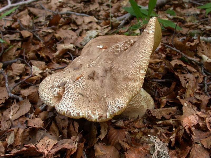 Boletus aestivalis